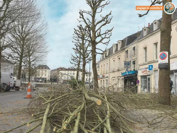 Coupe de Platane a La Rochelle (17)